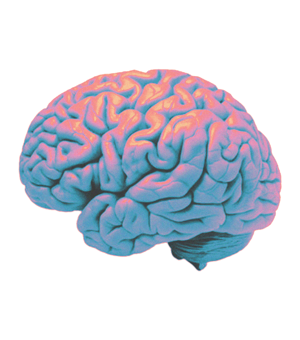 Brain Icon